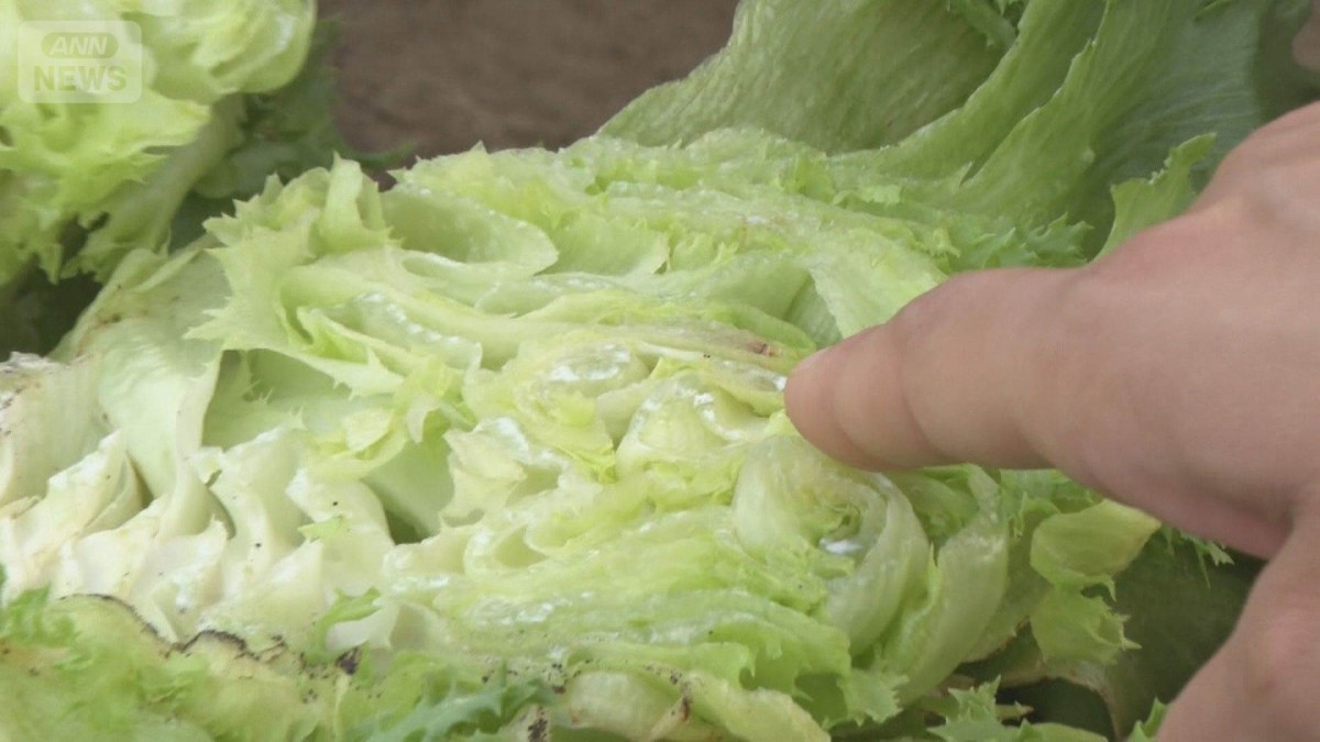 【野菜】「レタス山積み」価格高騰の前兆か　地中は41℃…高温障害相次ぐ　ダイコンも「空洞」